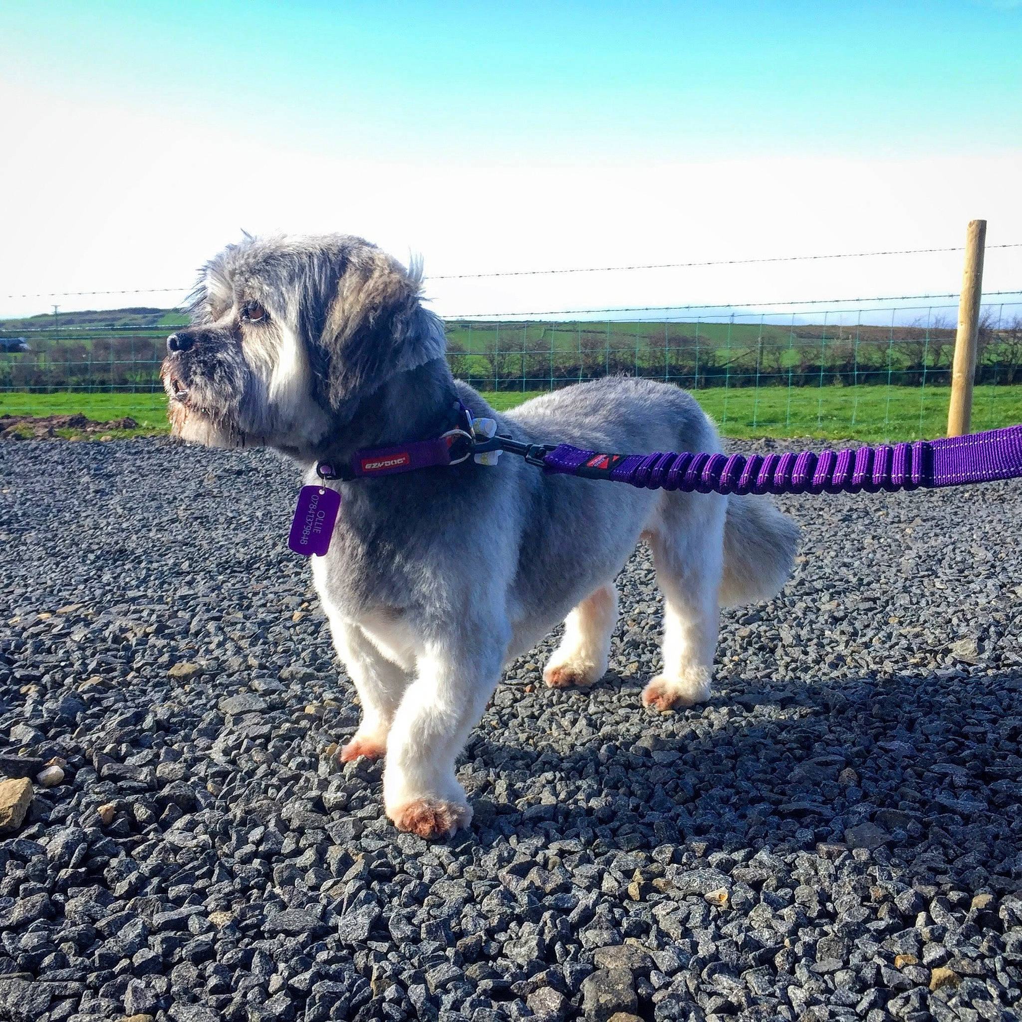 Ollie joined the competition — help win amazing prizes! canidae, carnivore, companion_dog, dog, dog_breed, dog_walking, irish_soft_coated_wheaten_terrier, lhasa_apso, mammal, miniature_schnauzer, morning, petit_basset_griffon_vendeen, rare_breed_dog, schnauzer, snout, sporting_group, tail, terrier, tibetan_terrier, vertebrate