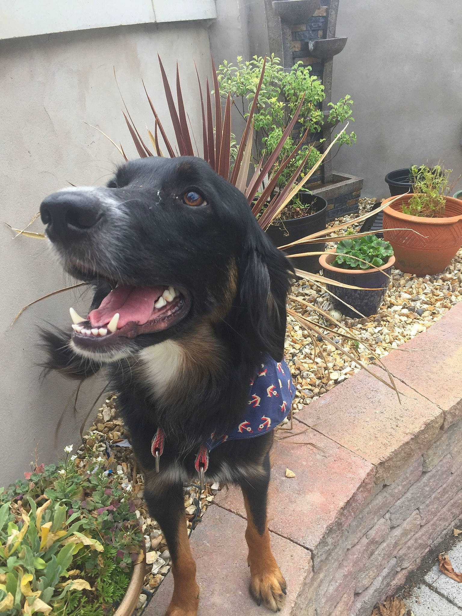 Tiny joined the competition — help win amazing prizes! borador, canidae, carnivore, dog, dog_breed, flat_coated_retriever, mammal, plant, rare_breed_dog, sporting_group, vertebrate