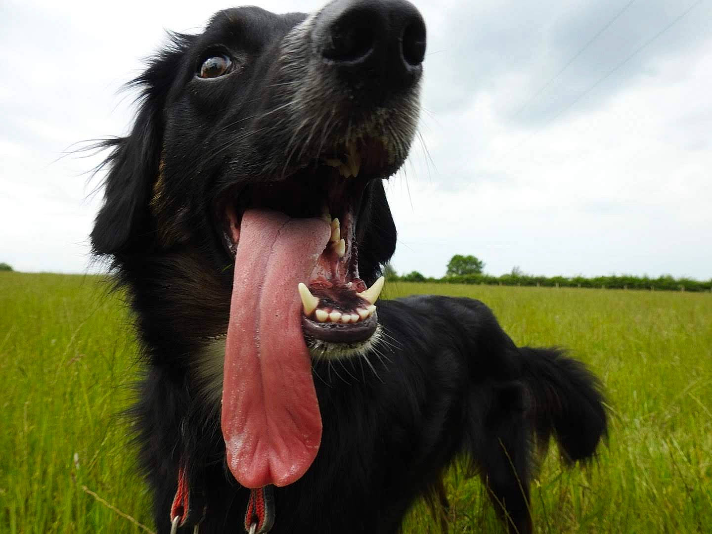 Tiny is registered to the contest to win money with this photo: borador, boykin_spaniel, canidae, carnivore, companion_dog, dog, dog_breed, flat_coated_retriever, german_spaniel, grass, guard_dog, hovawart, hunting_dog, large_munsterlander, mammal, picardy_spaniel, retriever, snout, sporting_group, vertebrate