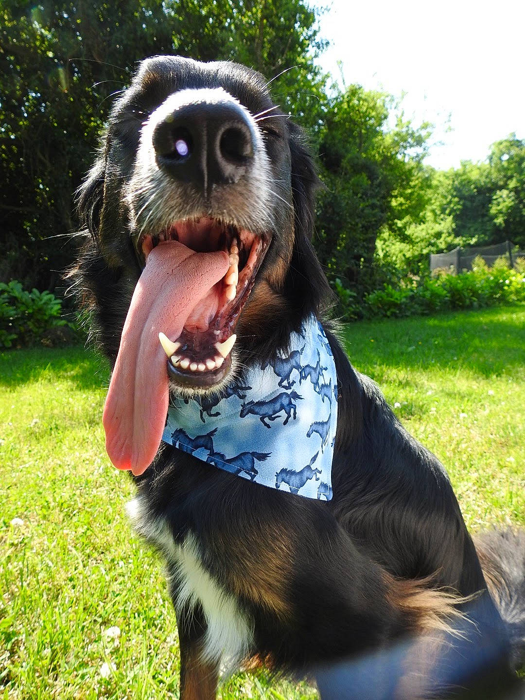 Tiny joined the competition — help win amazing prizes! bluetick_coonhound, canidae, carnivore, cocker_spaniel, companion_dog, dog, dog_breed, english_cocker_spaniel, grand_bleu_de_gascogne, mammal, russian_spaniel, snout, spaniel, sporting_group, vertebrate