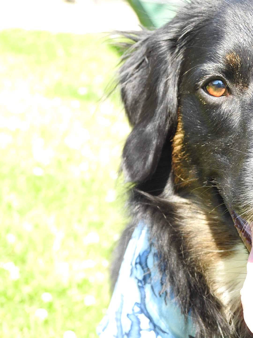 Tiny is registered to the contest to win money with this photo: canidae, carnivore, companion_dog, dog, dog_breed, german_longhaired_pointer, grass, hovawart, hunting_dog, mammal, picardy_spaniel, rare_breed_dog, small_munsterlander, snout, spaniel, sporting_group, vertebrate, whiskers