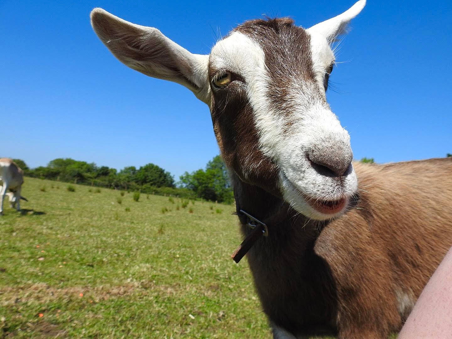 Eddie joined the competition — help win amazing prizes! cow_goat_family, ear, goat, goat_antelope, goats, grassland, horn, livestock, mammal, meadow, pasture, plant, sky, snout, vertebrate, wildlife