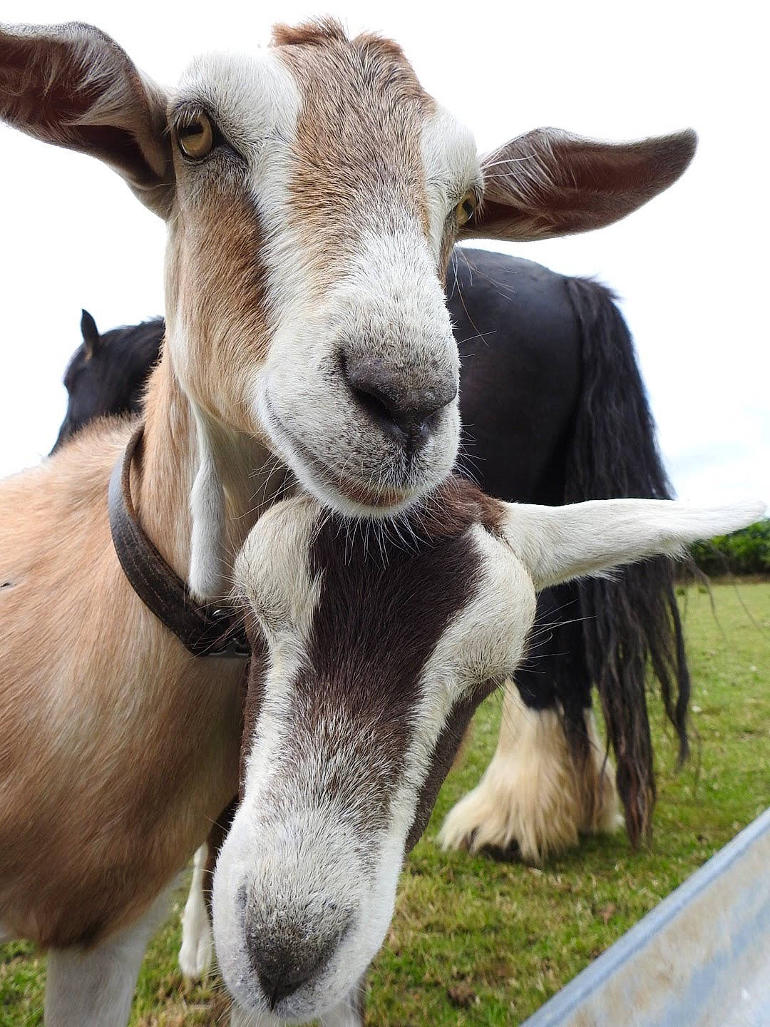 Eddie joined the competition — help win amazing prizes! cow_goat_family, ear, feral_goat, goat, goat_antelope, goats, horn, livestock, mammal, pasture, snout, vertebrate