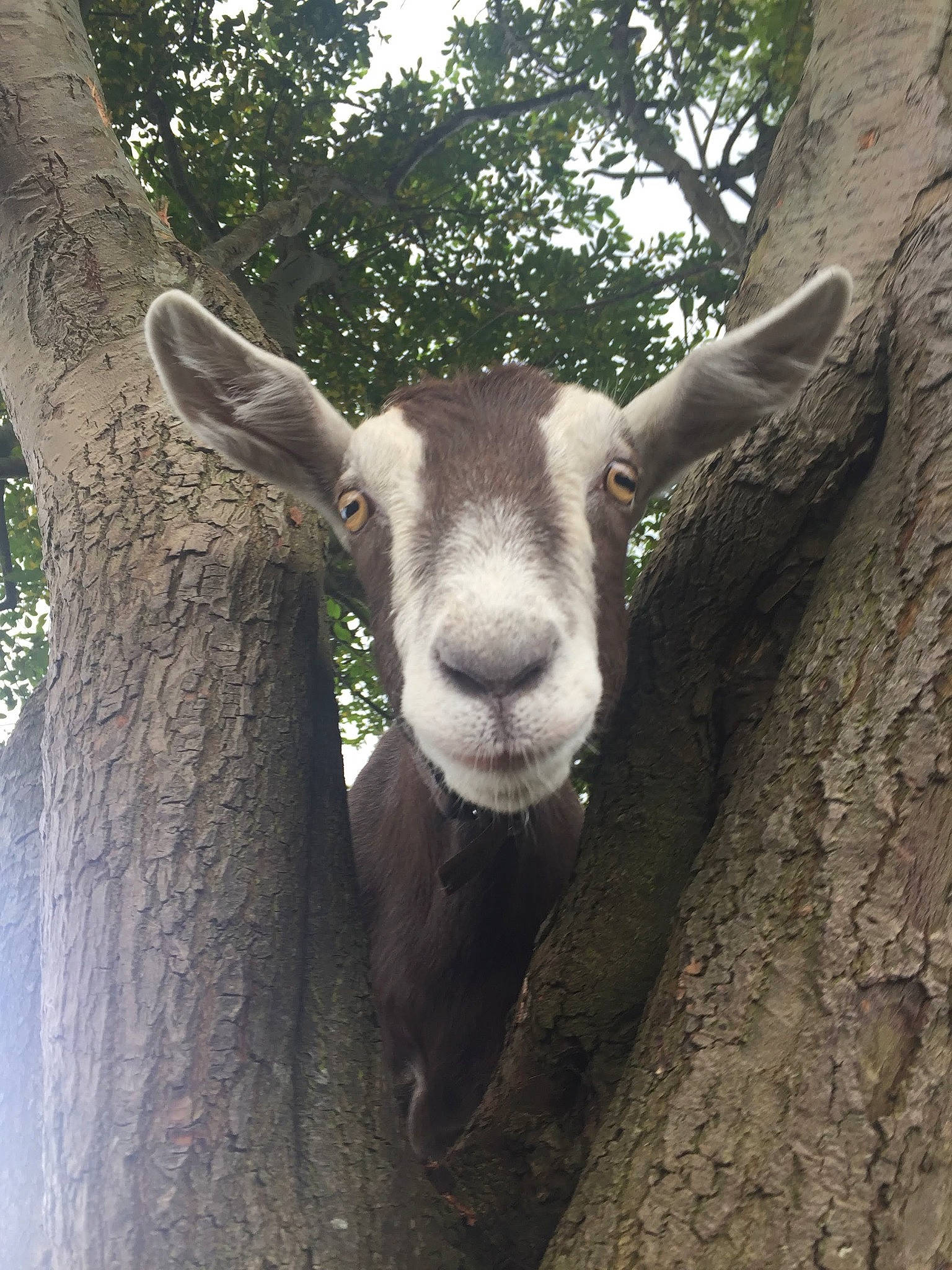 Eddie joined the competition — help win amazing prizes! cow_goat_family, ear, feral_goat, goat, goat_antelope, goats, horn, livestock, mountain_goat, plant, snout, tree, wildlife