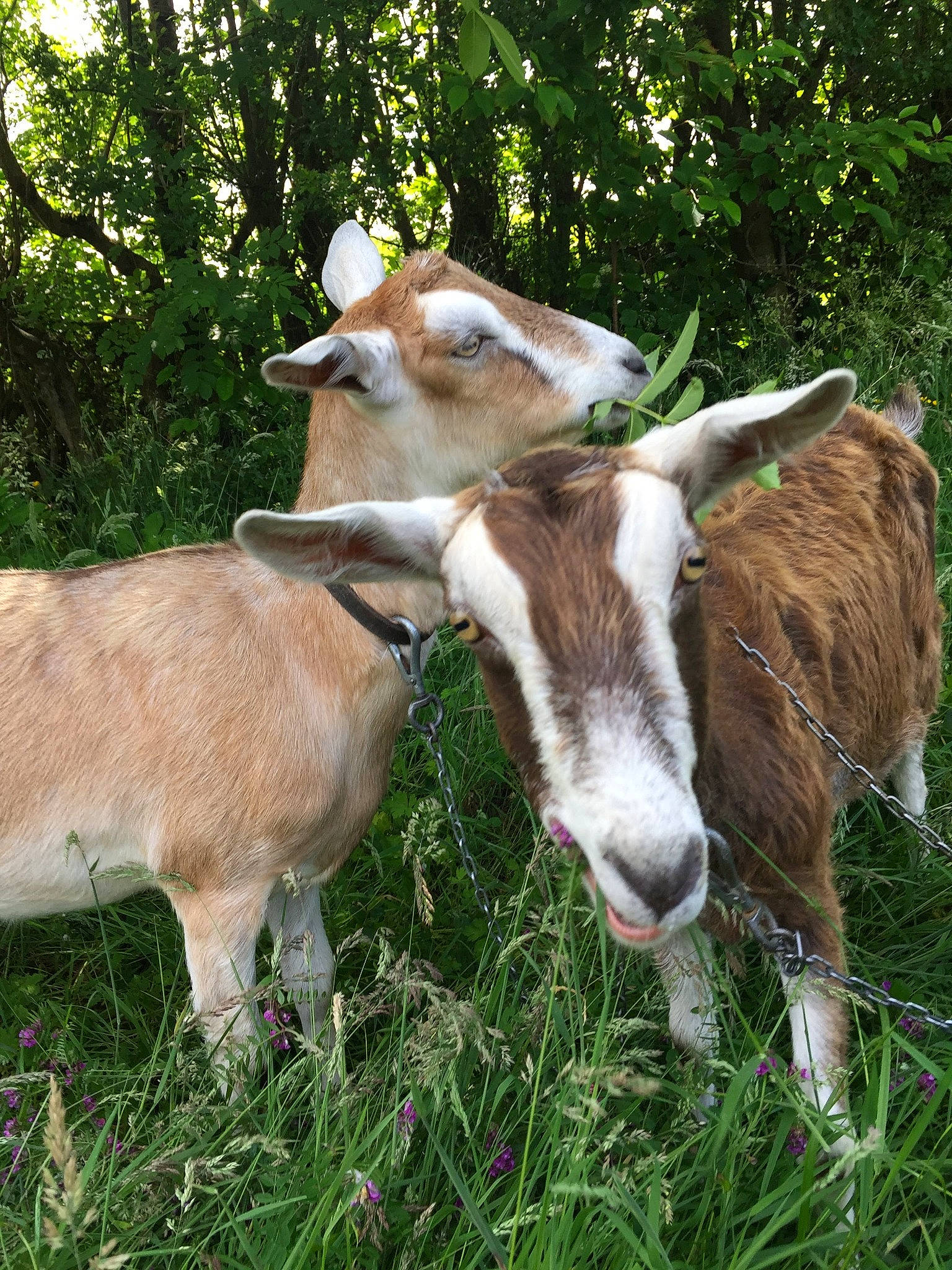 Frankie joined the competition — help win amazing prizes! bathtub, bovine, calf, cow_goat_family, fawn, feral_goat, goat, goat_antelope, goats, grass, horn, livestock, mammal, meadow, pasture, plant, vertebrate, wildlife