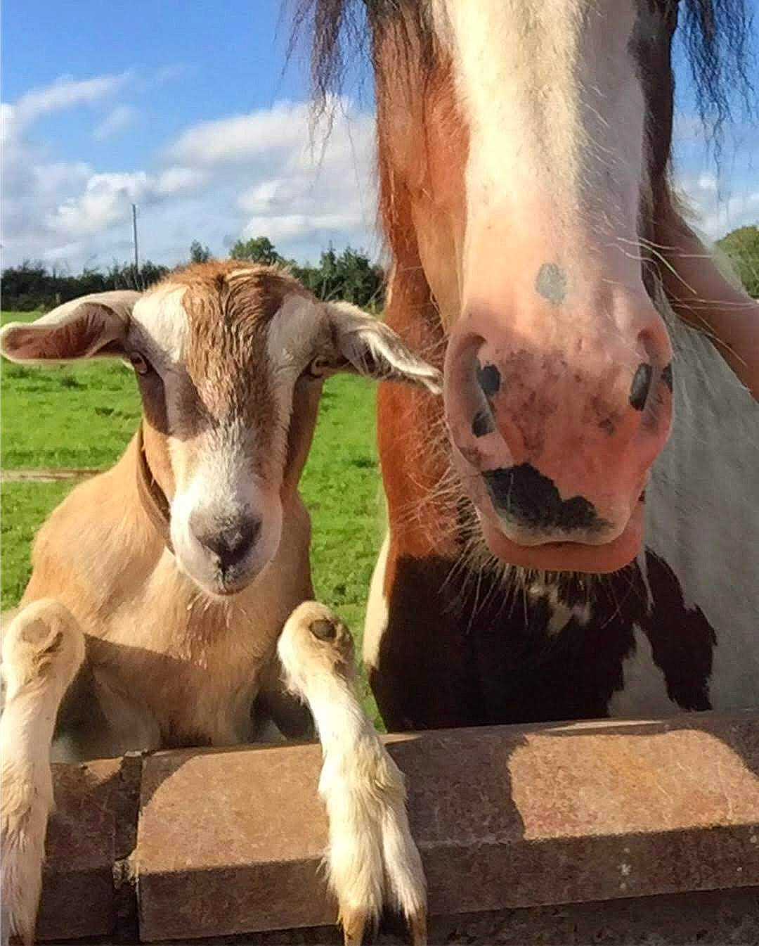 Frankie is registered to the contest to win money with this photo: bovine, cow_goat_family, fawn, goat, goats, horn, landscape, livestock, mammal, nose, plant, sky, snout, vertebrate, working_animal