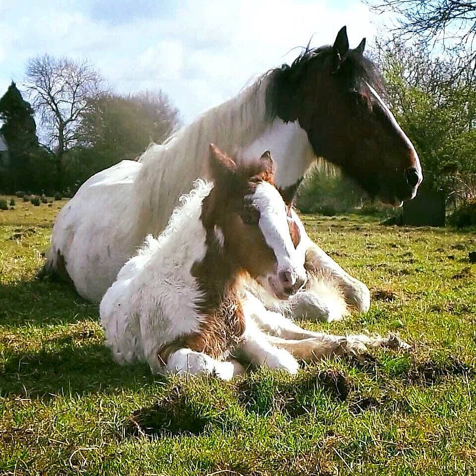 Titan is registered to the contest to win money with this photo: colt, foal, grass, horse, livestock, mammal, mane, mare, meadow, mustang_horse, pasture, stallion, vertebrate