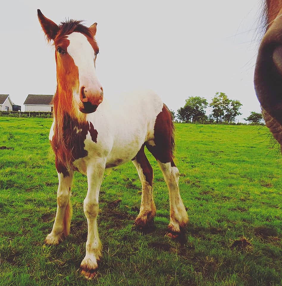 Titan is registered to the contest to win money with this photo: colt, farm, foal, grass, grassland, horse, livestock, mammal, mane, mare, meadow, mustang_horse, pasture, plant, rural_area, sky, sorrel, stallion, vertebrate, wildlife