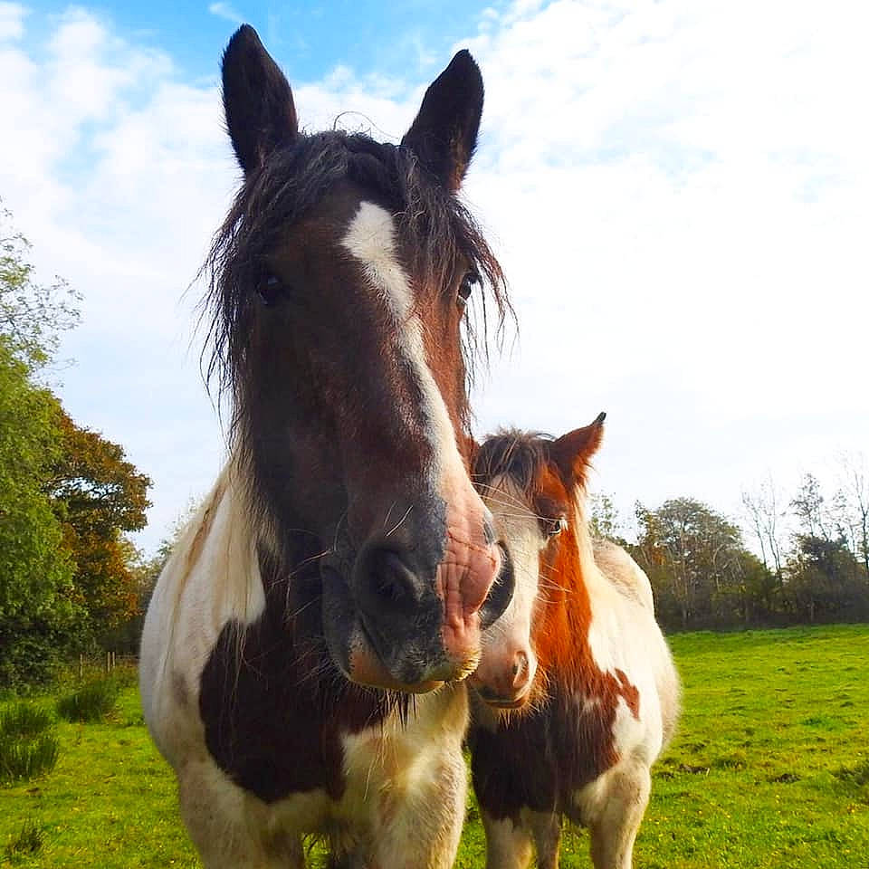 Titan is registered to the contest to win money with this photo: grass, grassland, hair, horse, livestock, mammal, mane, mare, meadow, mustang_horse, pack_animal, pasture, sky, snout, sorrel, stallion, vertebrate