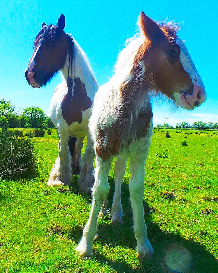 Titan joined the competition — help win amazing prizes! colt, farm, foal, grassland, horse, landscape, livestock, mammal, mane, mare, mustang_horse, pack_animal, pasture, pony, ranch, sorrel, stallion, vertebrate, wildlife