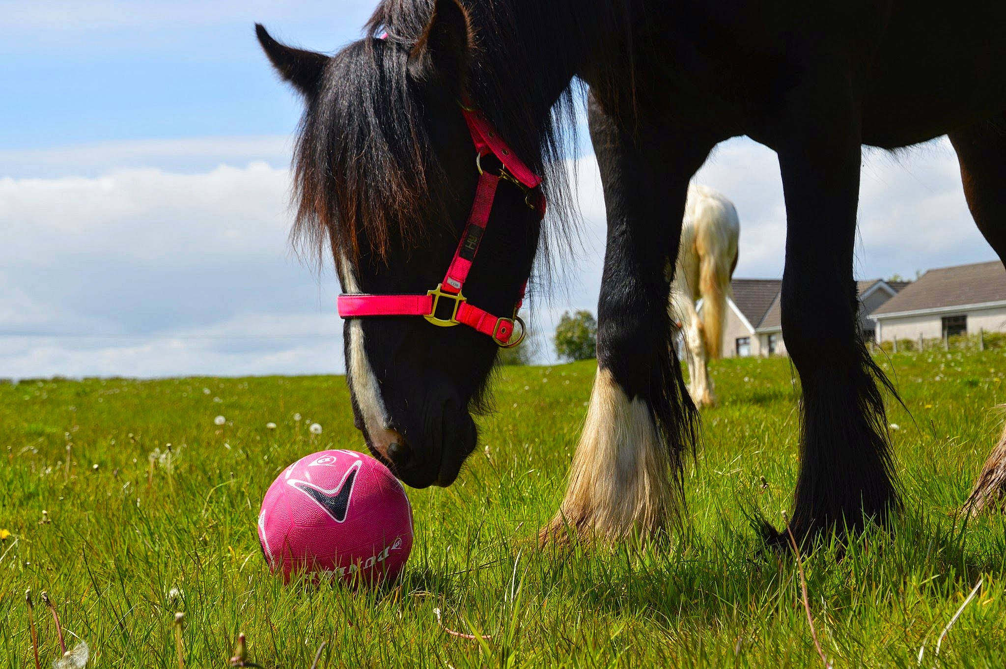 Persephone joined the competition — help win amazing prizes! ball, bridle, grass, grazing, horse, horse_tack, mammal, mane, mare, pasture, pony, vertebrate