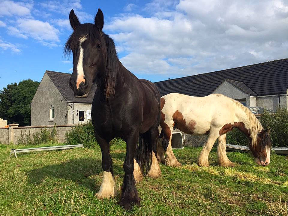 Persephone is registered to the contest to win money with this photo: colt, farm, horse, landscape, livestock, mammal, mane, mare, mustang_horse, pack_animal, pasture, ranch, sky, snout, stallion, vertebrate