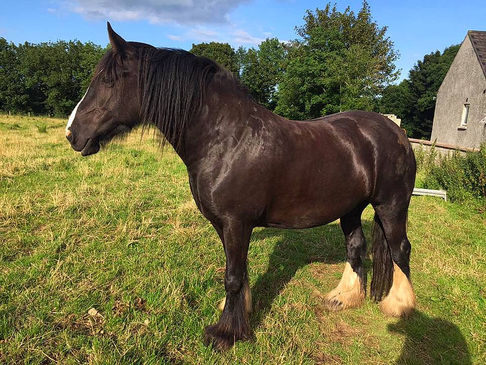 Persephone joined the competition — help win amazing prizes! grassland, horse, liver, livestock, mammal, mane, mare, mustang_horse, pack_animal, pasture, sorrel, stallion, terrestrial_animal, vertebrate