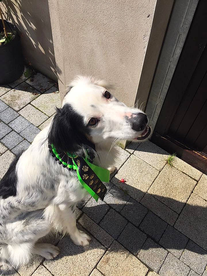 Bertie joined the competition — help win amazing prizes! canidae, carnivore, companion_dog, dog, dog_breed, mammal, mucuchies, nose, rare_breed_dog, snout, sporting_group, vertebrate