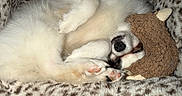 Baby is registered to the contest to win money with this photo: animal, bedtime, blanket, comfort, cozy, cute, dog, domestic_animal, fur, leopard_print, nap, paw, plush_toy, puppy, relaxation, rest, sleeping, snuggle, soft, toy