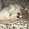 Baby is registered to the contest to win money with this photo: dog, puppy, sleeping, blanket, plush_toy, cozy, fur, paw, cute, rest, animal, snuggle, soft, bedtime, comfort, leopard_print, toy, relaxation, nap, domestic_animal
