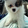 Baby is registered to the contest to win money with this photo: puppy, dog, fluffy, white, brown, cute, pet, animal, car_interior, blanket, close_up, fur, sitting, portrait, looking, young, small, indoors, companion, travel
