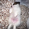 puppy, dog, sleeping, fluffy, blanket, leopard_print, cozy, cute, pet, fur, domestic_animal, resting, relaxation, indoor, animal, small_dog, adorable, pink_skin, paw, snout