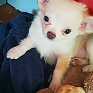 Ulky. Tao a rejoint le concours — aidez-le/la à gagner de superbes lots ! puppy, dog, small_dog, chihuahua, white_fur, fluffy, toy, stuffed_toy, blanket, towel, red_cabinet, blue_wall, tiled_floor, close_up, portrait, pet, indoor, phone_lock_screen, time_display, camera_watermark