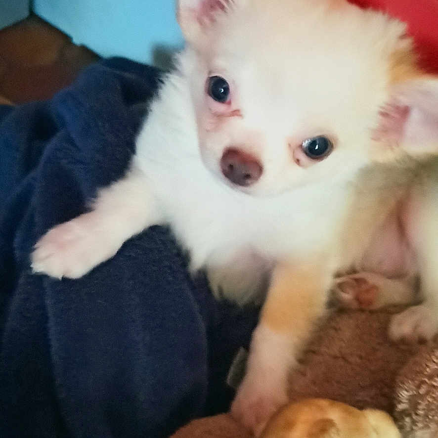 Ulky. Tao a rejoint le concours — aidez-le/la à gagner de superbes lots ! blanket, blue_wall, camera_watermark, chihuahua, close_up, dog, fluffy, indoor, pet, phone_lock_screen, portrait, puppy, red_cabinet, small_dog, stuffed_toy, tiled_floor, time_display, towel, toy, white_fur