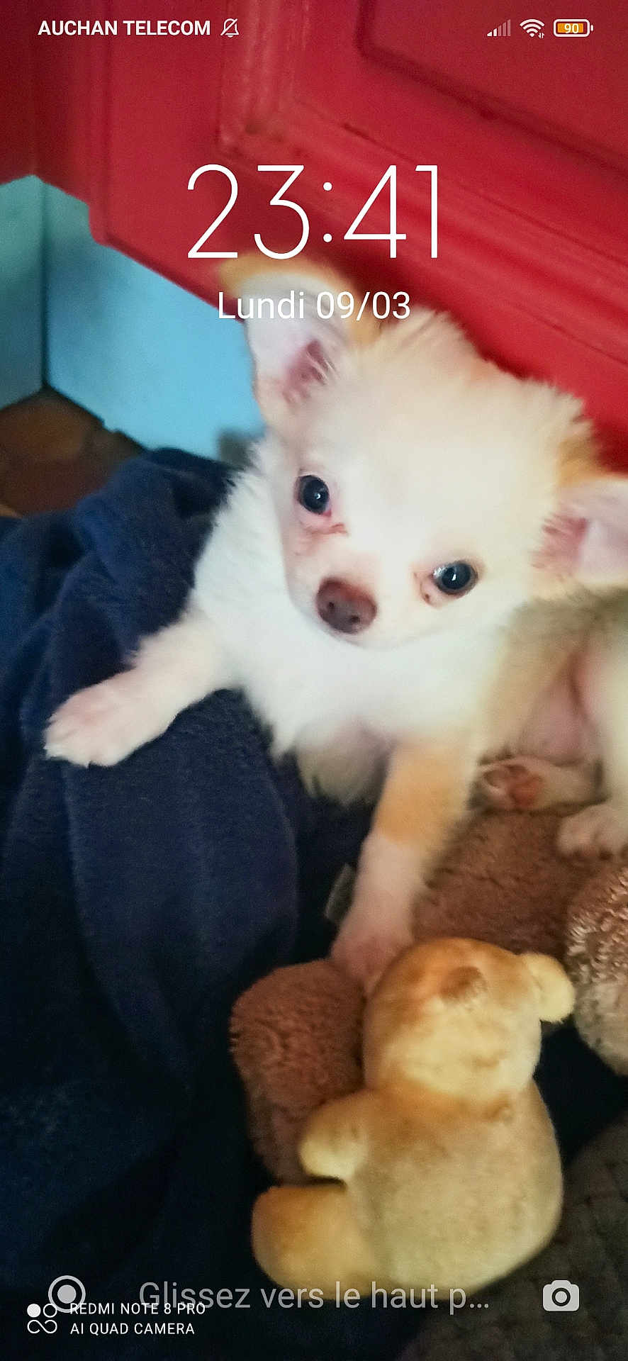 Ulky. Tao a rejoint le concours — aidez-le/la à gagner de superbes lots ! puppy, dog, small_dog, chihuahua, white_fur, fluffy, toy, stuffed_toy, blanket, towel, red_cabinet, blue_wall, tiled_floor, close_up, portrait, pet, indoor, phone_lock_screen, time_display, camera_watermark