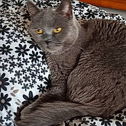 Jules a rejoint le concours — aidez-le/la à gagner de superbes lots ! cat, gray_cat, pet, bed, bedding, floral_pattern, pillow, plush_toy, wooden_headboard, indoor, yellow_eyes, sleepy, curled_tail, fur, resting, close_up, domestic_cat, feline, cozy, smartphone_photo