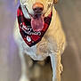 dog, labrador, yellow_dog, bandana, christmas, holiday, indoor, wooden_floor, gift_box, panda_pattern, tongue_out, pet, cute, smiling, festive, animal, canine, blurred_background, colorful_lights, portrait