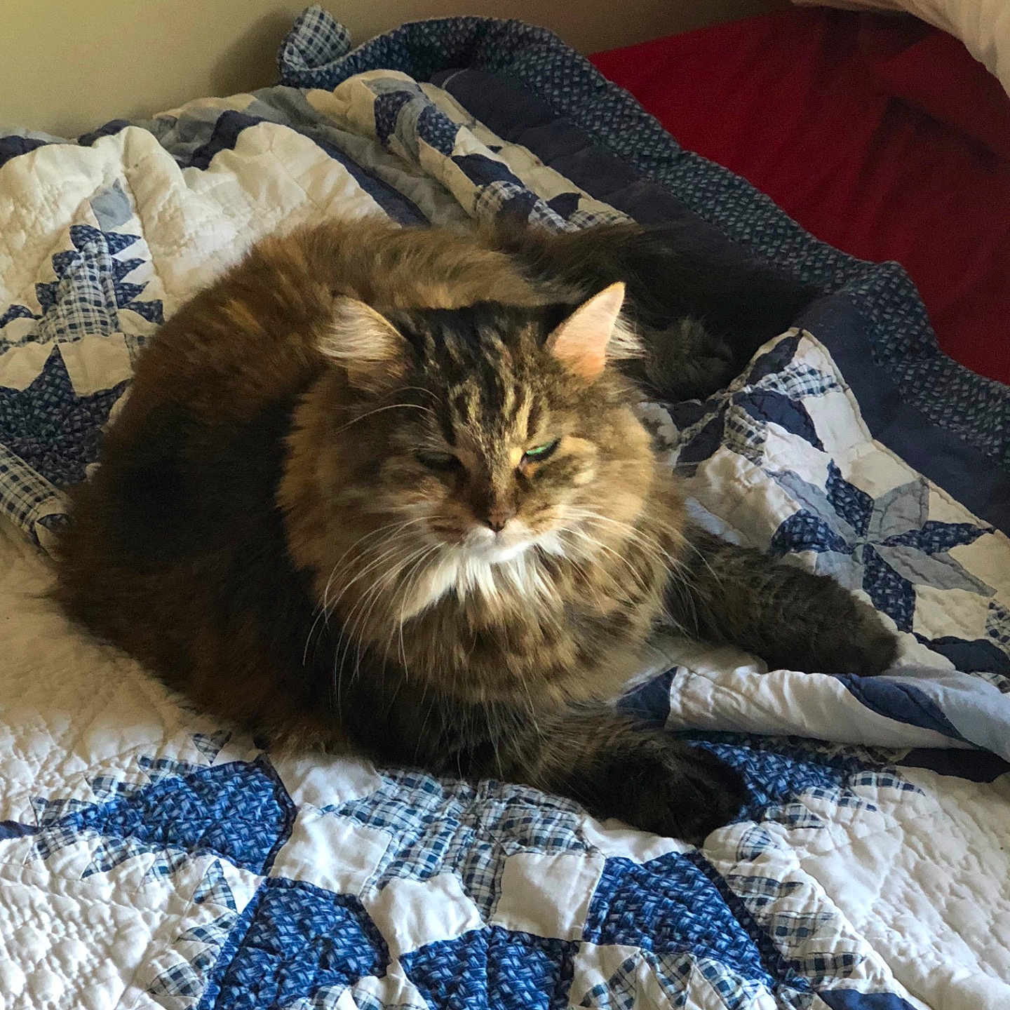 Margarita is registered to the contest to win money with this photo: carnivoran, cat, cat_like_mammal, fur, kitten, maine_coon, mammal, small_to_medium_sized_cats, snout, tabby_cat, whiskers