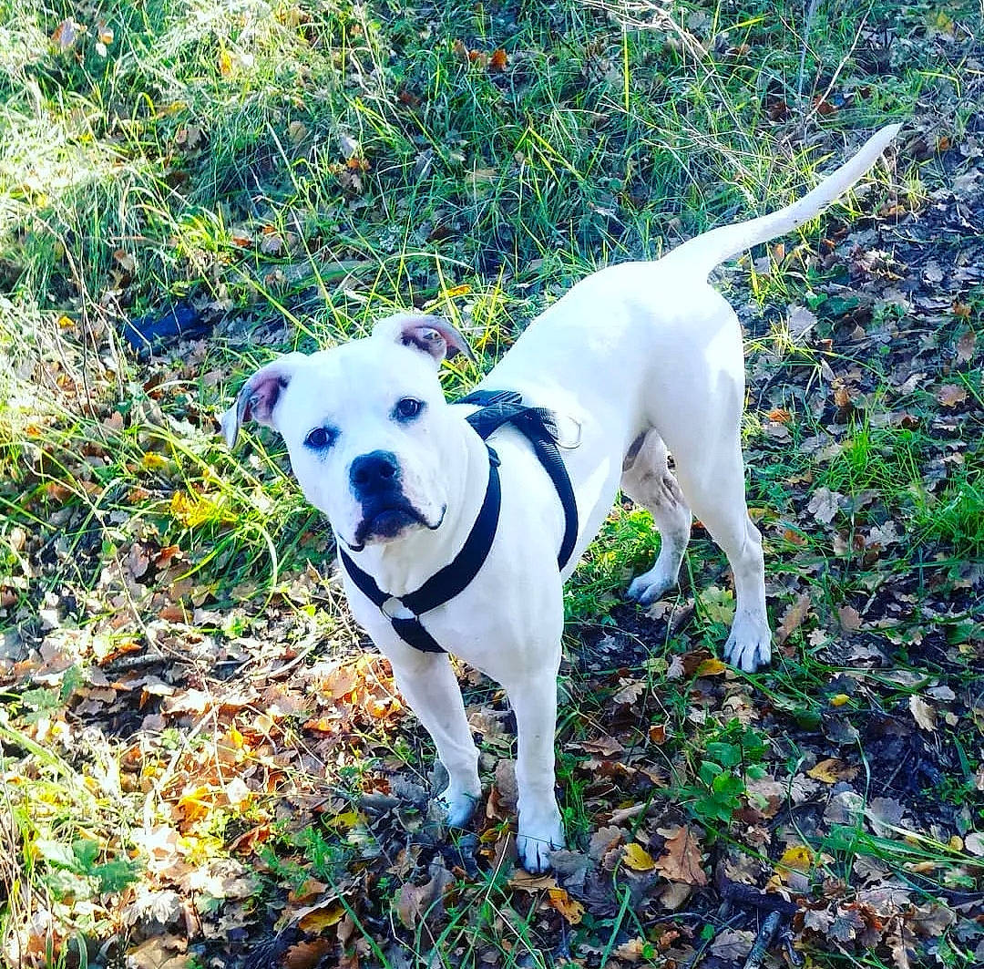 Gros Bébé participe au concours pour gagner de l'argent avec cette photo : carnivore, collar, companion_dog, dog, dog_breed, dog_supply, fashion_accessory, fawn, grass, groundcover, leash, mammal, pet_supply, plant, soil, sporting_group, tail, terrier, vertebrate, working_animal