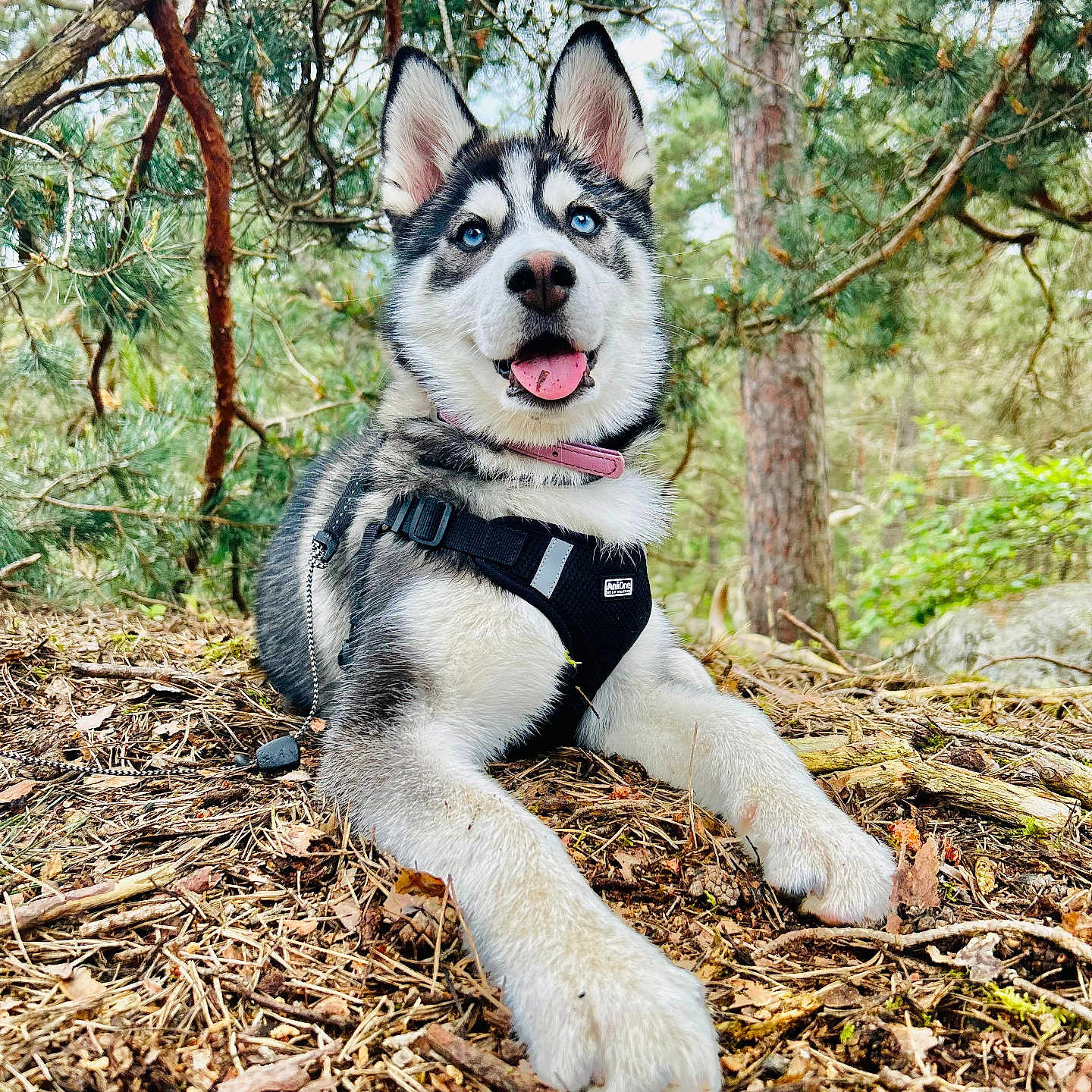 Bianca a rejoint le concours — aidez-le/la à gagner de superbes lots ! animal, canine, dog, face, grass, grove, husky, jungle, land, nature, outdoors, pet, plant, puppy, rainforest, rock, soil, tree, vegetation, woodland