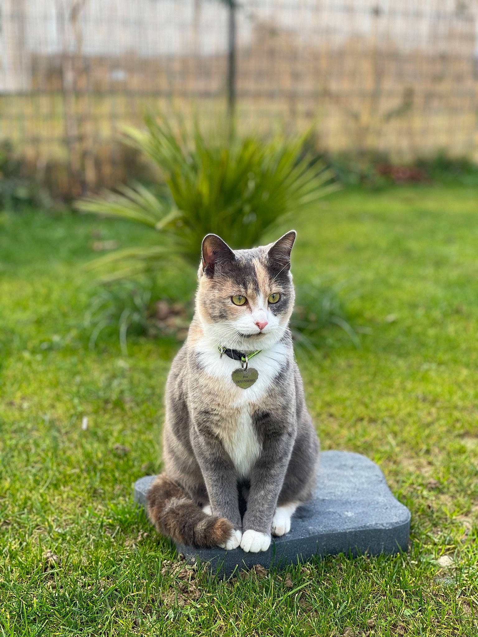 Ria a rejoint le concours — aidez-le/la à gagner de superbes lots ! carnivore, cat, domestic_short_haired_cat, eye, fawn, felidae, fur, grass, groundcover, paw, photo_caption, plant, road_surface, small_to_medium_sized_cats, snout, tail, terrestrial_animal, tree, whiskers, wildlife