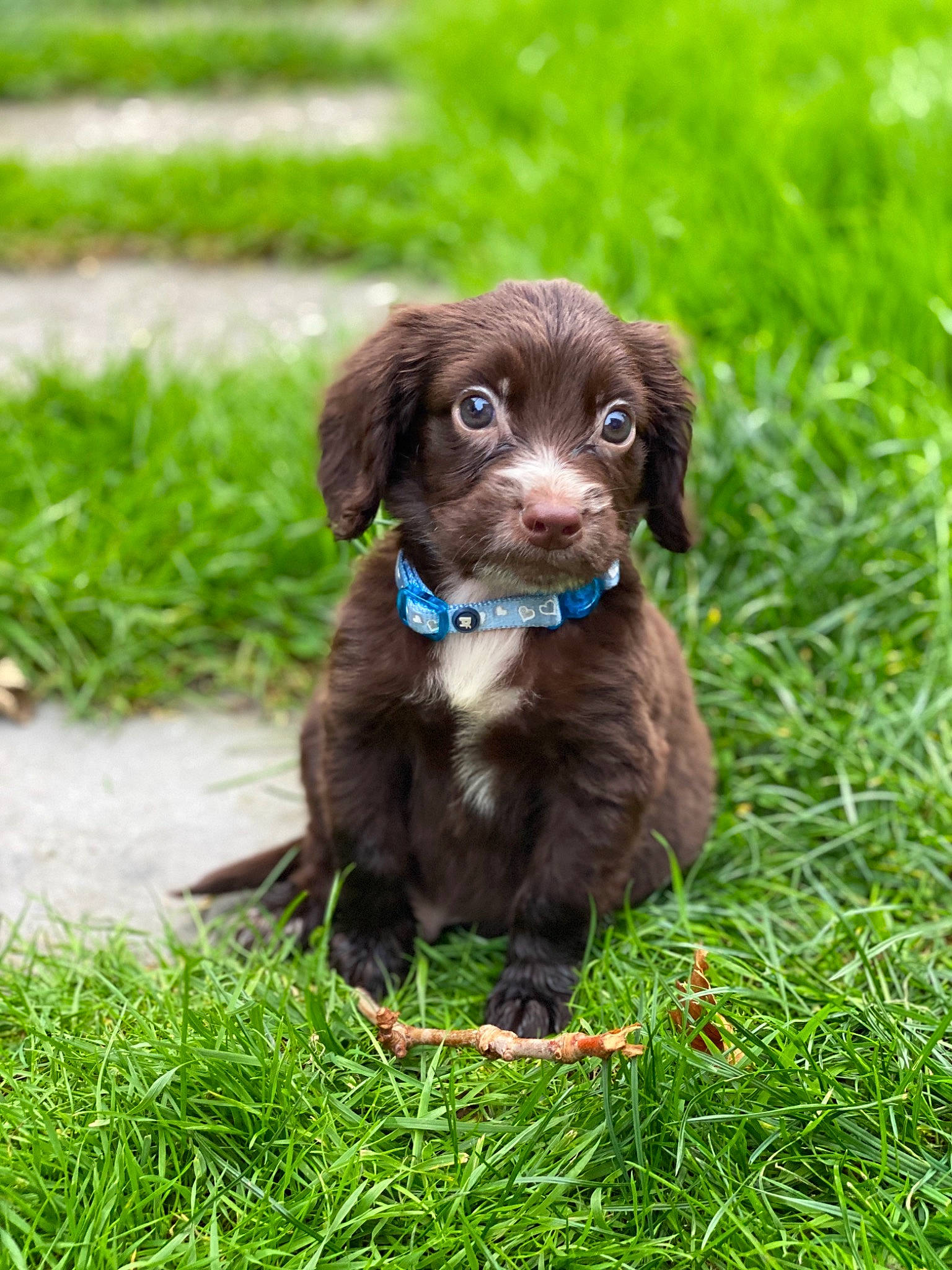 Aston joined the competition — help win amazing prizes! brown, canidae, carnivore, collar, companion_dog, dog, dog_breed, dog_collar, grass, grass_family, groundcover, gun_dog, leash, liver, pet_supply, puppy, snout, sporting_group, working_animal