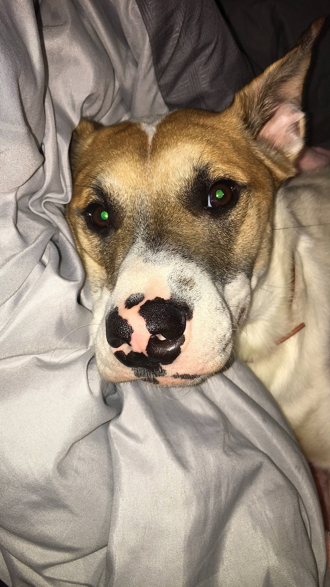 Bentley is registered to the contest to win money with this photo: american_pit_bull_terrier, american_staffordshire_terrier, ancient_dog_breeds, canidae, carnivore, companion_dog, dog, dog_breed, ear, fawn, feist, mammal, non_sporting_group, nose, old_english_terrier, pit_bull, snout, valley_bulldog, vertebrate, whiskers