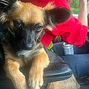 Chrissy is registered to the contest to win money with this photo: dog, animal, pet, small_dog, brown_fur, black_fur, ears, face, paws, car_interior, seat, person, red_hoodie, window, can, armrest, closeup, expression, looking, indoors