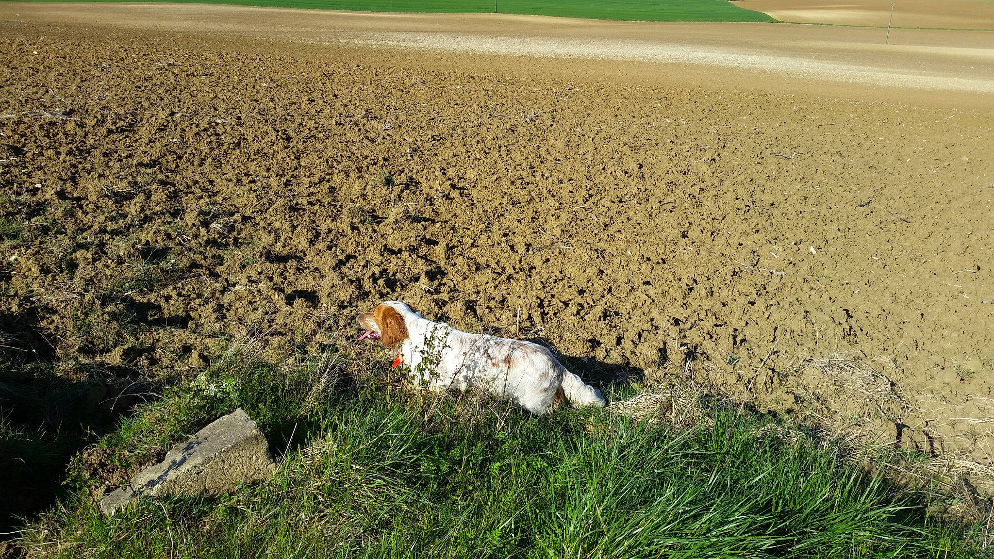 Jaz a rejoint le concours — aidez-le/la à gagner de superbes lots ! canidae, carnivore, companion_dog, dog, dog_breed, ecoregion, fawn, field, grass, grassland, horizon, landscape, pasture, people_in_nature, prairie, soil, sporting_group, sunlight, wildlife, wood