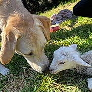 Alba a rejoint le concours — aidez-le/la à gagner de superbes lots ! dog, lamb, grass, outdoor, animal, nature, pet, mammal, nose_touch, young, curious, sunlight, friendship, fur, field, animal_interaction, closeup, daytime, gentle, cute