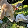 dog, lamb, grass, outdoor, animal, nature, pet, mammal, nose_touch, young, curious, sunlight, friendship, fur, field, animal_interaction, closeup, daytime, gentle, cute