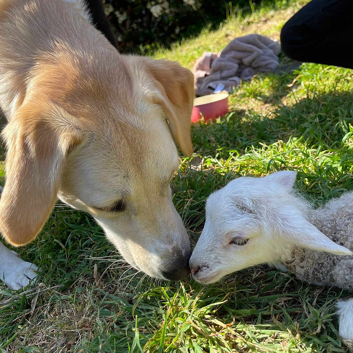 Alba a rejoint le concours — aidez-le/la à gagner de superbes lots ! dog, lamb, grass, outdoor, animal, nature, pet, mammal, nose_touch, young, curious, sunlight, friendship, fur, field, animal_interaction, closeup, daytime, gentle, cute
