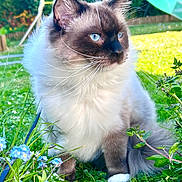 Albus participe au concours pour gagner de l'argent avec cette photo : cat, fluffy, blue_eyes, outdoor, grass, flowers, garden, playground, slide, swing_set, nature, pet, animal, whiskers, greenery, sunlight, fur, close_up, sitting, curious