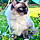 Albus