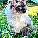 Albus