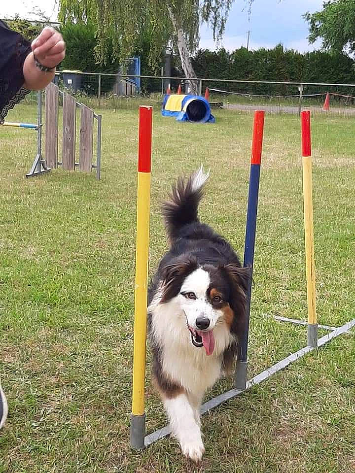 Lassie participe au concours pour gagner de l'argent avec cette photo : animal_sports, australian_shepherd, border_collie, canidae, carnivore, companion_dog, dog, dog_agility, dog_breed, dog_sports, flyball, herding_dog, mammal, obedience_training, rally_obedience, shetland_sheepdog, sporting_group, sports, vertebrate, working_dog