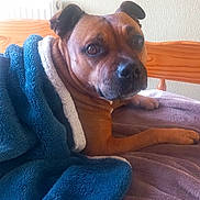 Mouna a rejoint le concours — aidez-le/la à gagner de superbes lots ! dog, brown_dog, pet, animal, portrait, face, eyes, ears, paws, blanket, blue_blanket, purple_bedding, bed, bedroom, indoors, cozy, relaxed, lying_down, wooden_headboard, home