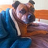 dog, brown_dog, pet, animal, portrait, face, eyes, ears, paws, blanket, blue_blanket, purple_bedding, bed, bedroom, indoors, cozy, relaxed, lying_down, wooden_headboard, home