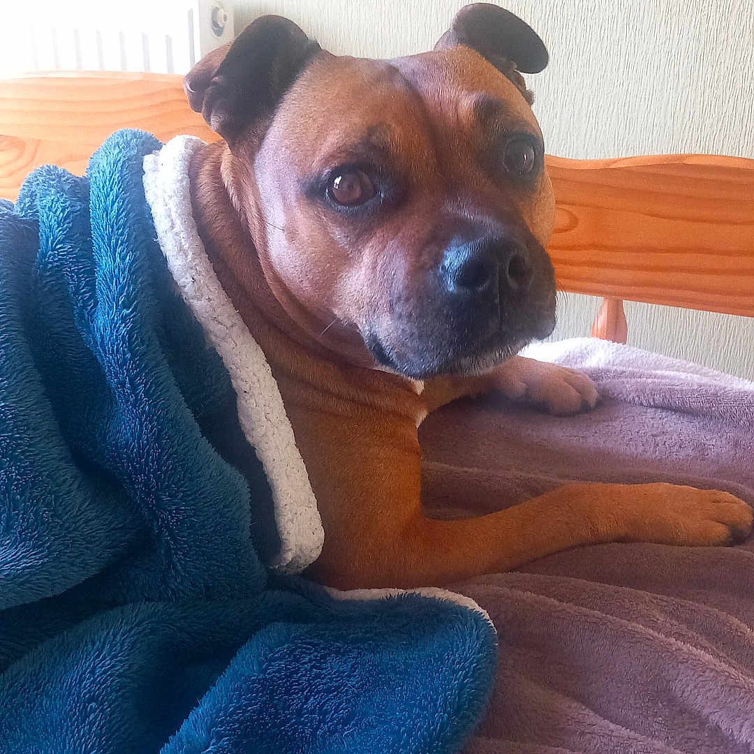 Mouna a rejoint le concours — aidez-le/la à gagner de superbes lots ! dog, brown_dog, pet, animal, portrait, face, eyes, ears, paws, blanket, blue_blanket, purple_bedding, bed, bedroom, indoors, cozy, relaxed, lying_down, wooden_headboard, home