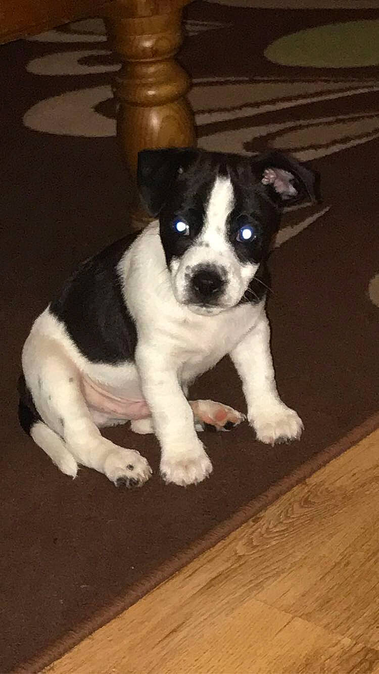 Chunk joined the competition — help win amazing prizes! boston_terrier, canidae, carnivore, companion_dog, dog, dog_breed, fawn, flooring, fur, hardwood, paw, plank, puppy, snout, sporting_group, tail, toy_dog, whiskers, wood, working_animal