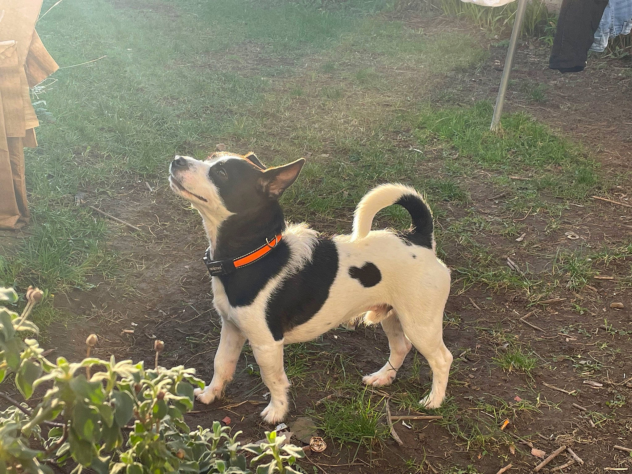 Chunk is registered to the contest to win money with this photo: canidae, carnivore, companion_dog, dog, dog_breed, fawn, grass, non_sporting_group, plant, shadow, soil, sporting_group, tail, terrestrial_animal, working_animal, working_dog, yard