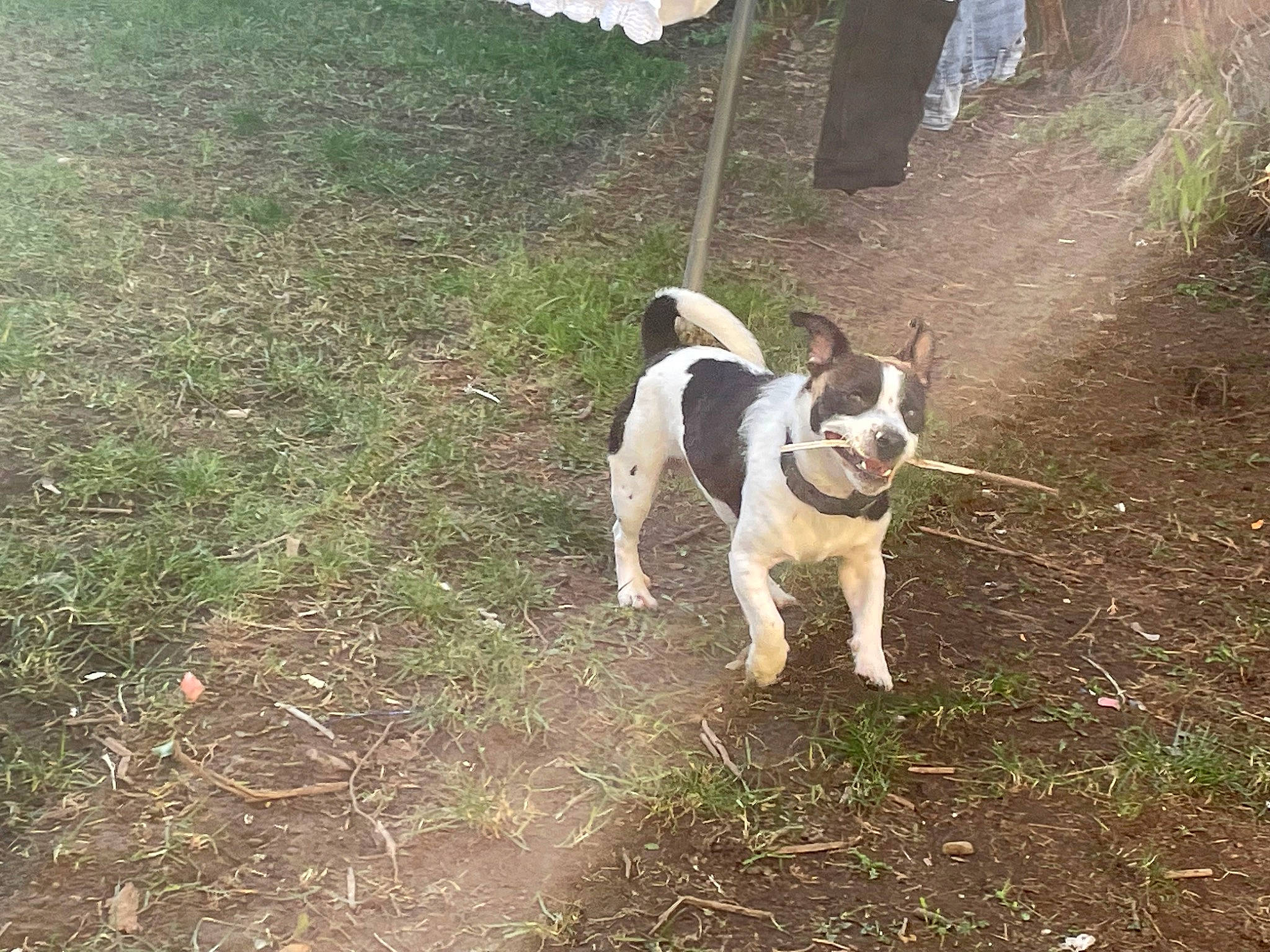 Chunk joined the competition — help win amazing prizes! boston_terrier, carnivore, collar, companion_dog, dog, dog_breed, dog_collar, fawn, french_bulldog, grass, leash, pet_supply, plant, small_terrier, soil, tail, terrier, toy_dog, tree, working_animal