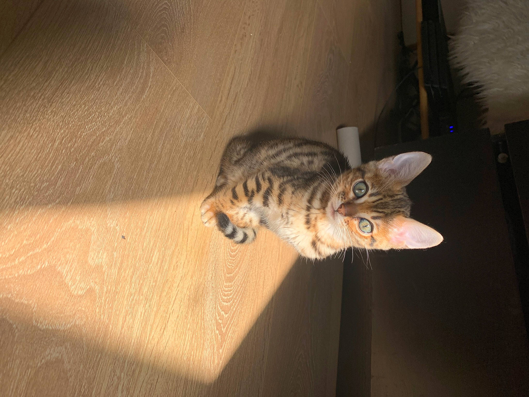 Rizla participe au concours pour gagner de l'argent avec cette photo : american_shorthair, asian, bengal, california_spangled, carnivore, cat, domestic_short_haired_cat, dragon_li, egyptian_mau, european_shorthair, felidae, kitten, mammal, ocicat, pixie_bob, small_to_medium_sized_cats, sokoke, tabby_cat, toyger, whiskers