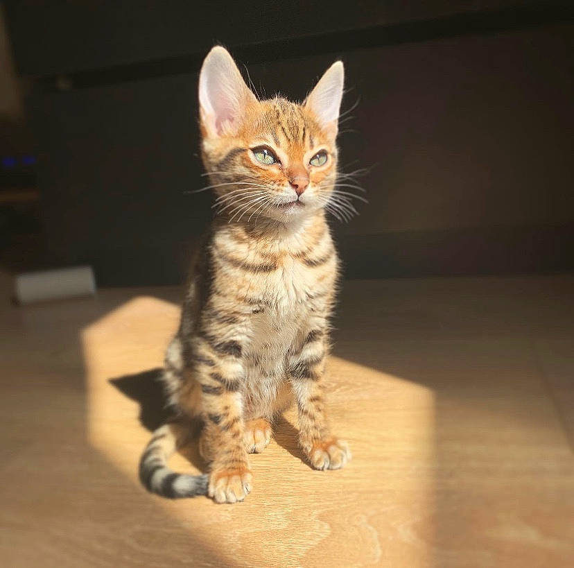 Rizla a rejoint le concours — aidez-le/la à gagner de superbes lots ! american_bobtail, american_wirehair, asian, california_spangled, carnivore, cat, domestic_short_haired_cat, dragon_li, european_shorthair, felidae, kitten, mammal, pixie_bob, small_to_medium_sized_cats, sokoke, tabby_cat, toyger, vertebrate, whiskers, wild_cat